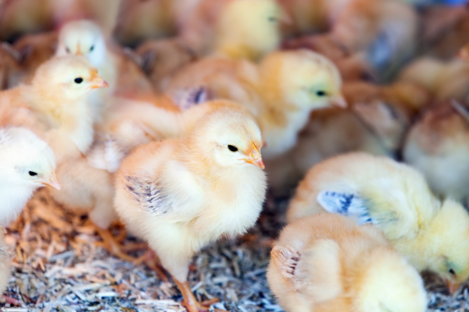 Les bases de l’élevage de poulets : par où commencer ?